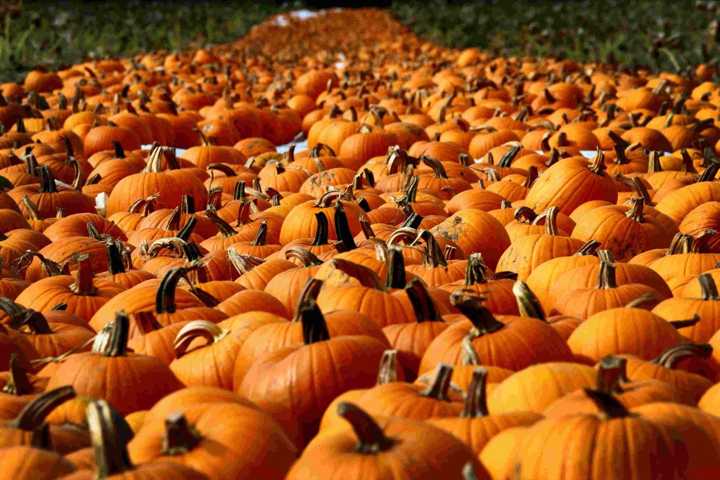 Logistics BusinessPlump Pumpkin Provision Prevents Pre-Halloween Horror Show