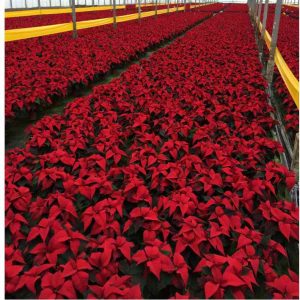 Logistics BusinessPallet Pooler Plays Planter Claus in Peak Poinsettia Period