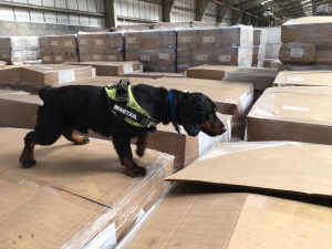 Logistics BusinessWagtail Provide Explosive Detection Dogs for UK Air Cargo Industry